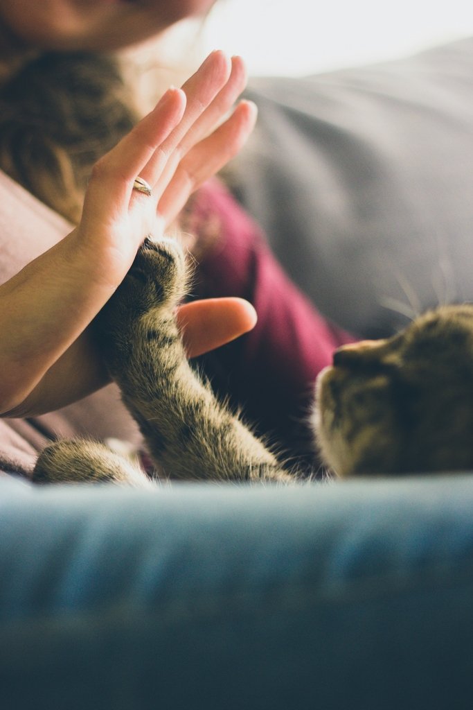 A person giving a high-five to a cat. A photo used for a blog post about dopamine detox in highvibehaven.com