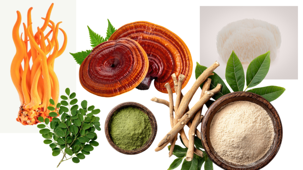 Adaptogens - lion`s mane, reishi, ashwagandha, moringa, cordyceps