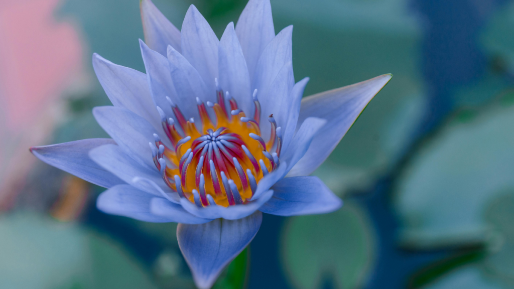 Blue lotus - the most exquisite ritual you can find